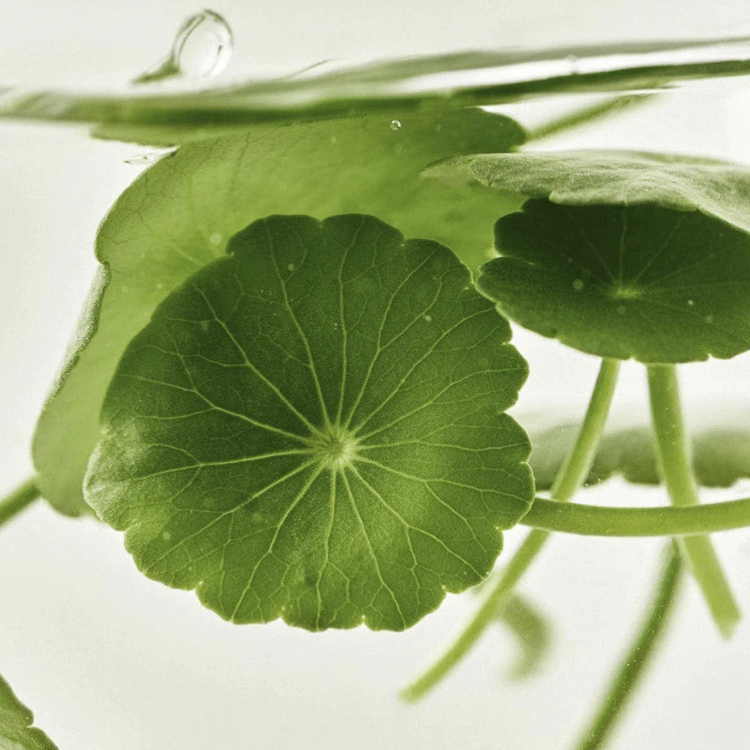 Beauty of Joseon Light On Serum Centella + Vita C